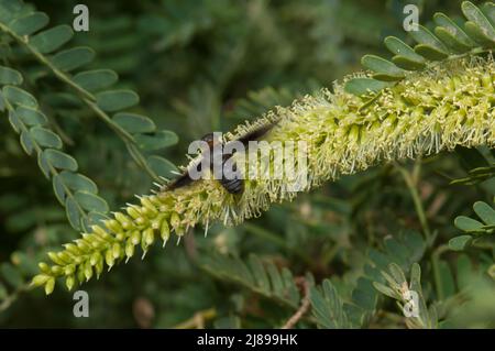 Fliegen Sie auf einer Blume aus Kaugummiakazie Senegalia senegal. Nationalpark Langue de Barbarie. Saint-Louis. Senegal. Stockfoto