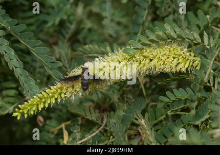 Fliegen Sie auf einer Blume aus Kaugummiakazie Senegalia senegal. Nationalpark Langue de Barbarie. Saint-Louis. Senegal. Stockfoto