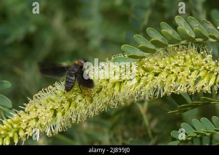 Fliegen Sie auf einer Blume aus Kaugummiakazie Senegalia senegal. Nationalpark Langue de Barbarie. Saint-Louis. Senegal. Stockfoto