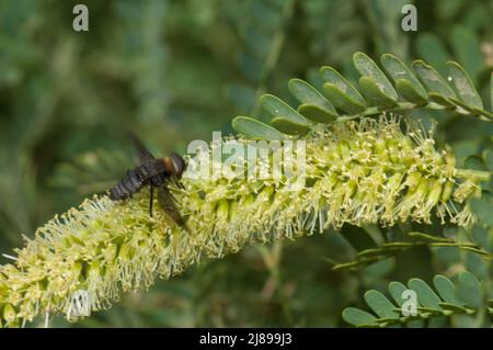 Fliegen Sie auf einer Blume aus Kaugummiakazie Senegalia senegal. Nationalpark Langue de Barbarie. Saint-Louis. Senegal. Stockfoto