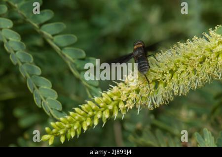 Fliegen Sie auf einer Blume aus Kaugummiakazie Senegalia senegal. Nationalpark Langue de Barbarie. Saint-Louis. Senegal. Stockfoto