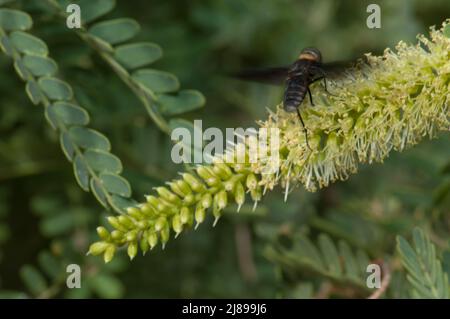 Fliegen Sie auf einer Blume aus Kaugummiakazie Senegalia senegal. Nationalpark Langue de Barbarie. Saint-Louis. Senegal. Stockfoto