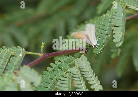 Schmetterling Lycaenidae, der auf einem Zweig der Kaugummiakazie Senegalia senegal fliegt. Nationalpark Langue de Barbarie. Saint-Louis. Senegal. Stockfoto