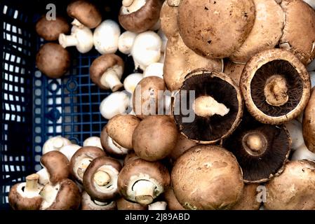 Korb mit frischen Pilzen Stockfoto