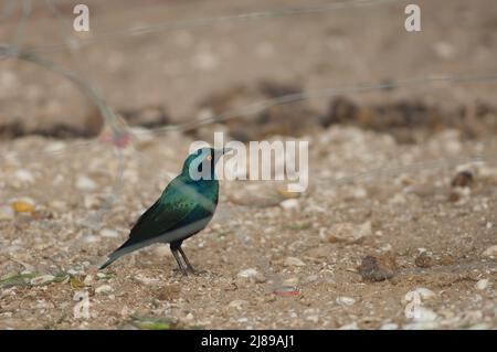 Kleiner Blauohr-Star Lamprotornis chloropterus hinter einem Metallgitter. Nationalpark Langue de Barbarie. Saint-Louis. Senegal. Stockfoto