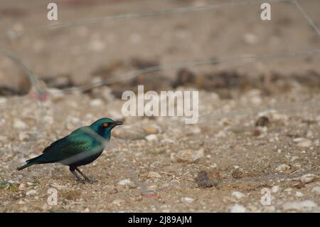 Kleiner Blauohr-Star Lamprotornis chloropterus, der sich hinter einem Metallgitter frisst. Nationalpark Langue de Barbarie. Saint-Louis. Senegal. Stockfoto