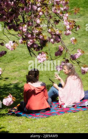 Zwei junge Damen genießen ein Picknick im Frühling unter einem blühenden Kwanzan-Kirschbaum im Central Park, New York City, USA 2022 Stockfoto