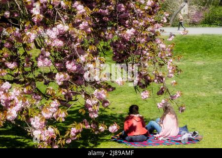 Zwei junge Damen genießen ein Picknick im Frühling unter einem blühenden Kwanzan-Kirschbaum im Central Park, New York City, USA 2022 Stockfoto