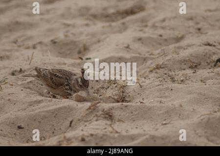 Senegal Haubenlerche Galerida cristata senegallensis beim Futtersuche im Sand. Nationalpark Langue de Barbarie. Saint-Louis. Senegal. Stockfoto