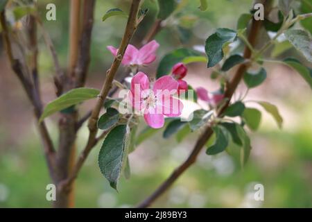 Dunkelrosa Apfelblüte aus einer neuen rot-fleischigen Sorte im Frühling. Stockfoto