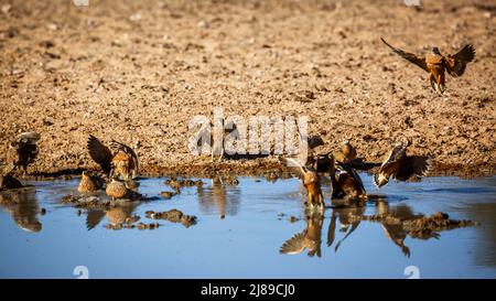 Burchell's Sandgrouse Flock landet am Wasserloch im Kgalagadi Transfrontier Park, Südafrika; specie Pterocles burchelli Familie von Pteroclidae Stockfoto