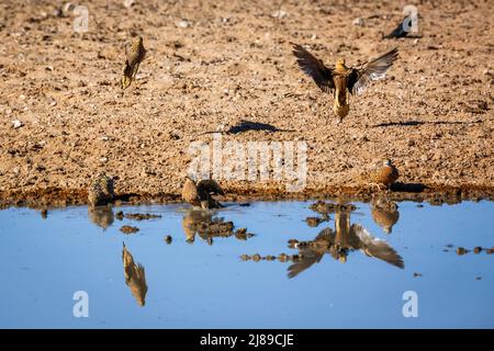 Burchell's Sandgrouse Flock landet am Wasserloch im Kgalagadi Transfrontier Park, Südafrika; specie Pterocles burchelli Familie von Pteroclidae Stockfoto