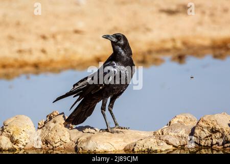 Cape Crow am Wasserloch im Kgalagadi Transfrontier Park, Südafrika; Art Corvus capensis Familie der Corvidae Stockfoto