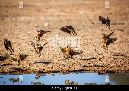 Burchell's Sandgrouse Flock landet am Wasserloch im Kgalagadi Transfrontier Park, Südafrika; specie Pterocles burchelli Familie von Pteroclidae Stockfoto