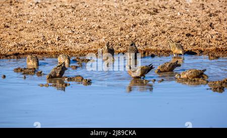 Burchell's Sandgrouse Flock landet am Wasserloch im Kgalagadi Transfrontier Park, Südafrika; specie Pterocles burchelli Familie von Pteroclidae Stockfoto