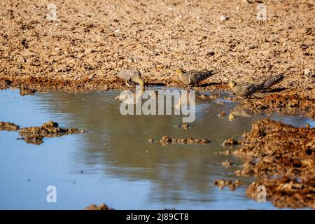 Zwei Paar Namaqua-Sandhühner, die am Wasserloch im Kgalagadi Transfrontier Park, Südafrika, trinken; Specie Pterocles namaqua Familie von Pteroclidae Stockfoto