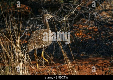 Weiß geflügelter Bustard weibliche Rückansicht im Kgalagadi Transfrontier Park, Südafrika; specie Afrotis afraoides Familie von Otididae Stockfoto