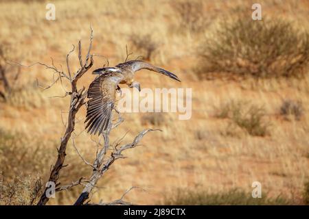 White backed Vulture beim Abheben vom Baum im Kruger National Park, Südafrika ; Specie Gyps africanus Familie von Accipitridae Stockfoto