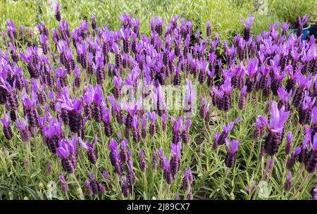 Französischer Lavendel, Lavendula stoechas, blühend, UK, aka überzogener Lavendel oder spanischer Lavendel Stockfoto