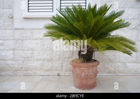 Cycas-Palme in großen Töpfen vor dem Gebäude. Stockfoto