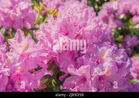 Rosa Rhododendron Blüten mit Wassertropfen aus Regen oder Bewässerung in der Sonne. Rosa natürlichen Blütenhintergrund Stockfoto