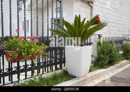 Cycas-Palme in großen Töpfen neben dem Zaun Stockfoto