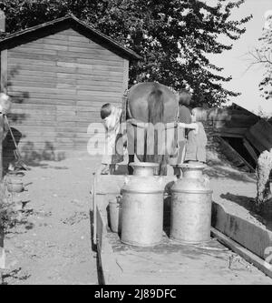 Alle Kinder von Chris Adolf sind harte Arbeiter am neuen Ort. Yakima Valley, Washington. Stockfoto