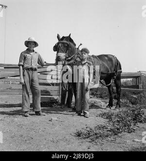 [Untitled, möglicherweise verwandt mit: Der angeheuerte Mann hilft dem ältesten Jungen der Bauern auf der Myers Farm. Washington, in der Nähe von Outlook, Yakima County]. Stockfoto