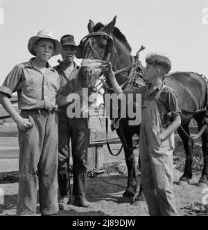 Der angeheuerte Mann hilft dem ältesten Jungen der Bauern auf der Myers Farm. Washington, in der Nähe von Outlook, Yakima County. Stockfoto