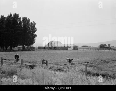 Washington, Yakima Valley, westlich von Toppenish. Auf Mandantenkaufprogramm (Farm Security Administration) Kunde E. Houston. Bewässerte Weide, Kühe, Scheune auf Houston Farm. Ein jüngeres Paar war Pächter für sieben Jahre, jetzt haben ihre eigene Farm, achtzig Morgen, Preis siebentausend fünfhundertundvierzig Dollar. Stockfoto