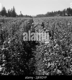 Oregon, Marion County, in der Nähe von West Stayton. Migrantische Pflücker ernten Bohnen. Die Farmleute kamen aus South Dakota. Stockfoto