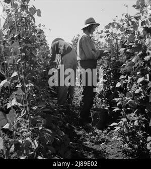 Oregon, Marion County, in der Nähe von West Stayton. Migrantische Pflücker ernten Bohnen. Die Farmleute kamen aus South Dakota. Stockfoto