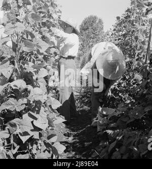 [Ohne Titel, möglicherweise verwandt mit: Oregon, Marion County, nahe West Stayton. Migrantische Pflücker ernten Bohnen. Farmleute kamen aus South Dakota]. Stockfoto