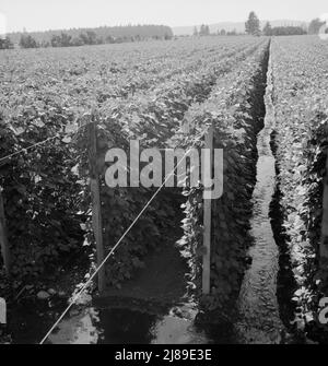 Oregon, Marion County, in der Nähe von West Stayton. Beanfield zeigt Bewässerung. Stockfoto