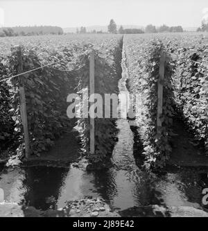 Oregon, Marion County, in der Nähe von West Stayton. Beanfield zeigt Bewässerung. Stockfoto