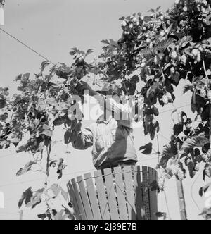 Hopfenwein und Hopfenpflücker. In Der Nähe Von Independence, Polk County, Oregon. Stockfoto