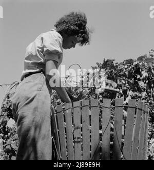 [Ohne Titel, möglicherweise verwandt mit: Independence (Vicinity), Polk County, Oregon. Ehefrau eines Ex-Loggers, jetzt ein wandernder Feldarbeiter, der mittags im Schatten der Hopfenrebe ruht.]. Stockfoto