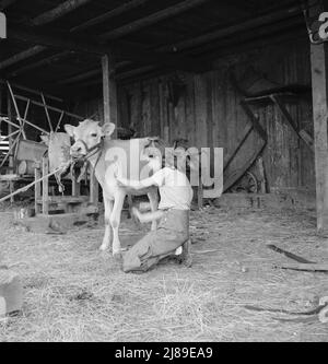 Junges Mädchen, Tochter eines kleinen Birnenbauers, pflegt ihr Kalb. Sie gehört dem 4-H Club an, der größten Bewegung der ländlichen Jugend in Amerika. Oregon. Jackson County, in der Nähe von Medford. Stockfoto