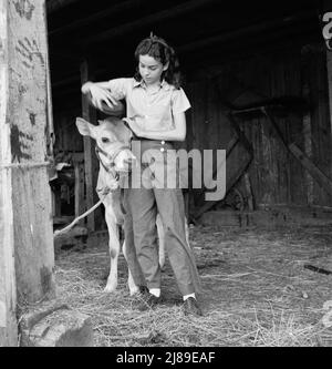 Junges Mädchen, Tochter eines kleinen Birnenbauers, pflegt ihr Kalb. Sie gehört dem 4-H Club an, der größten Bewegung der ländlichen Jugend in Amerika. Oregon. Jackson County, in der Nähe von Medford. Stockfoto