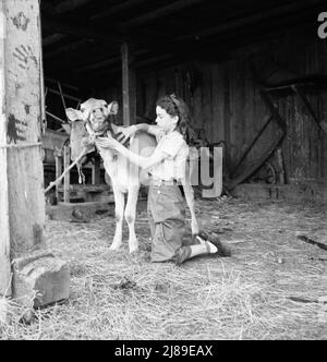 Junges Mädchen, Tochter eines kleinen Birnenbauers, pflegt ihr Kalb. Sie gehört dem 4-H Club an, der größten Bewegung der ländlichen Jugend in Amerika. Oregon. Jackson County, in der Nähe von Medford. Stockfoto