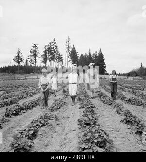 [Ohne Titel, möglicherweise verwandt mit: Den Arnold-Kindern und der Mutter auf ihrem neu eingezäunten und neu gerodeten Land. Erdbeerpflanzen beachten. Western Washington, Thurston County, Michigan Hill. Siehe allgemeine Bildunterschrift 36]. Stockfoto