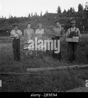 [Ohne Titel, möglicherweise verwandt mit: Diese Familie, wie andere in der Gegend, züchten Erdbeeren für kommerzielle Ernte auf ihren kleinen Lichtungen. Gezeigt, wie sie abends aus dem Feld kommen. In der Nähe von Tenino, Thurston County, West-Washington]. Stockfoto