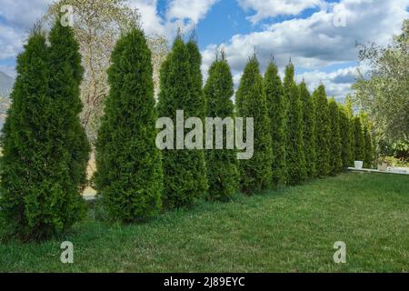 Große Thuja wachsen in einer Reihe im Garten Stockfoto