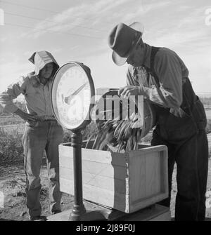 Open-Air-Lebensmittelfabrik. In Erbsen wiegen. Kalifornien. Stockfoto