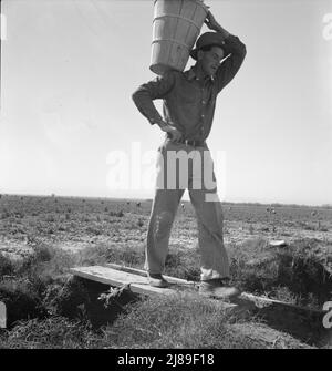 Pflücker kommen in den Wägemeister. PEA Field in der Nähe von Calipatria, Kalifornien. Stockfoto