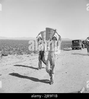 PEA-Kommissionierer kommen zum Wägemeister. In Der Nähe Von Calipatria, Kalifornien. Sinclair Ranch. Stockfoto