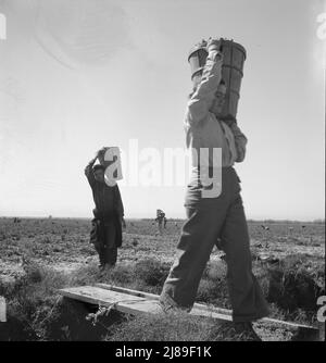 Pflücker kommen in den Wägemeister. PEA Field in der Nähe von Calipatria, Kalifornien. Stockfoto