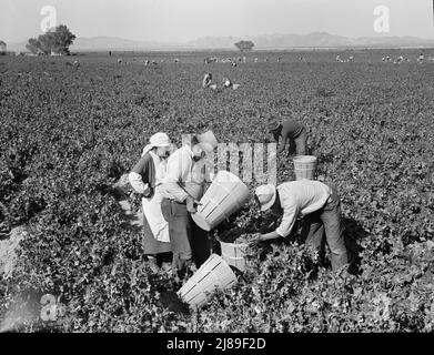 PEA-Kommissionierer in der Nähe von Calipatria, Kalifornien. Stockfoto