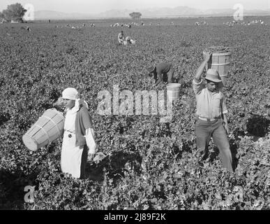 PEA-Kommissionierer in der Nähe von Calipatria, Kalifornien. Stockfoto