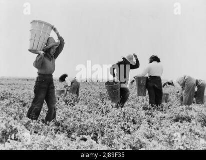 PEA-Kommissionierer in der Nähe von Calipatria, Kalifornien. Stockfoto